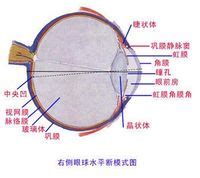 瞳仁 意思